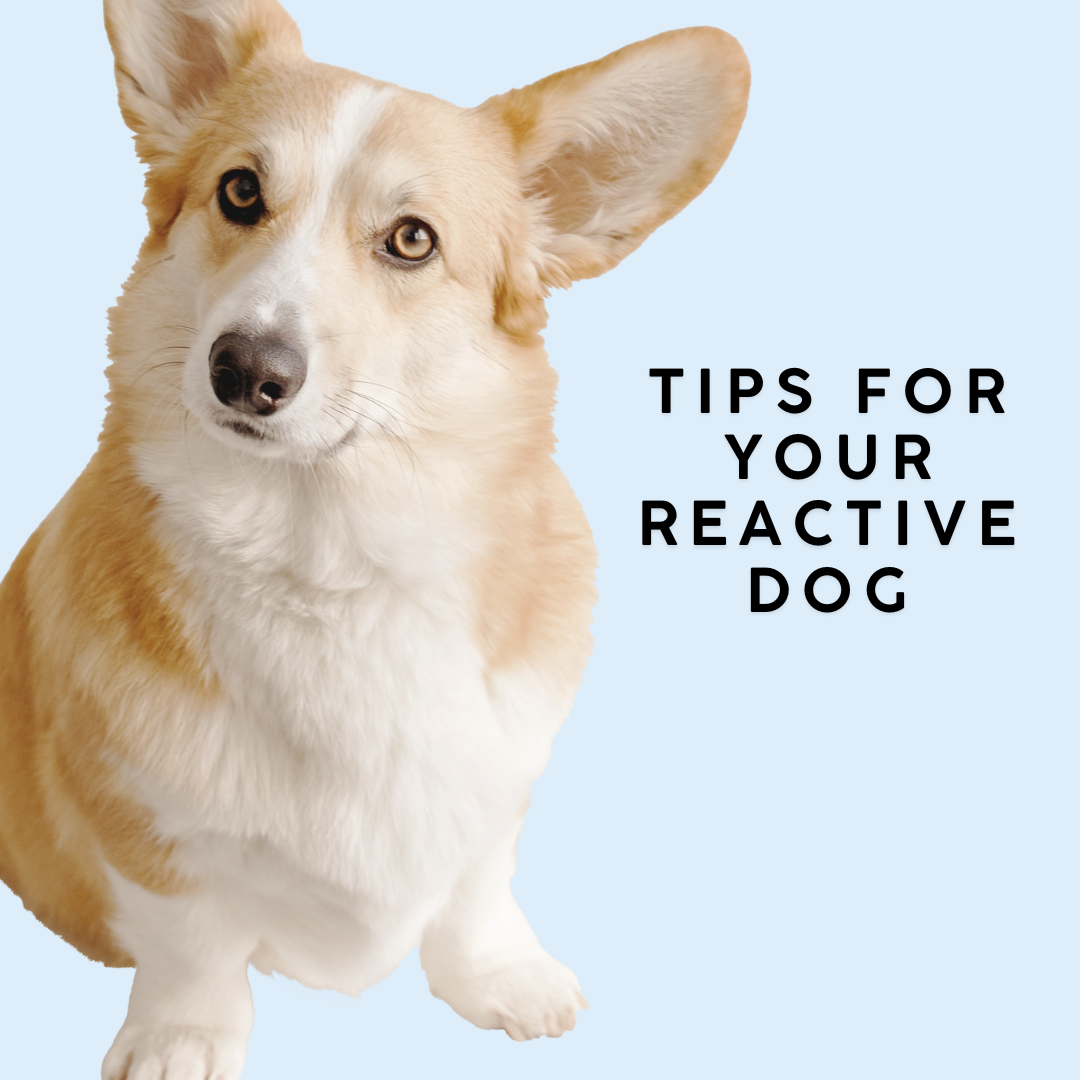 Top Tips for Reactive Dog Owners: Real-Life Support for Real-Life Dogs