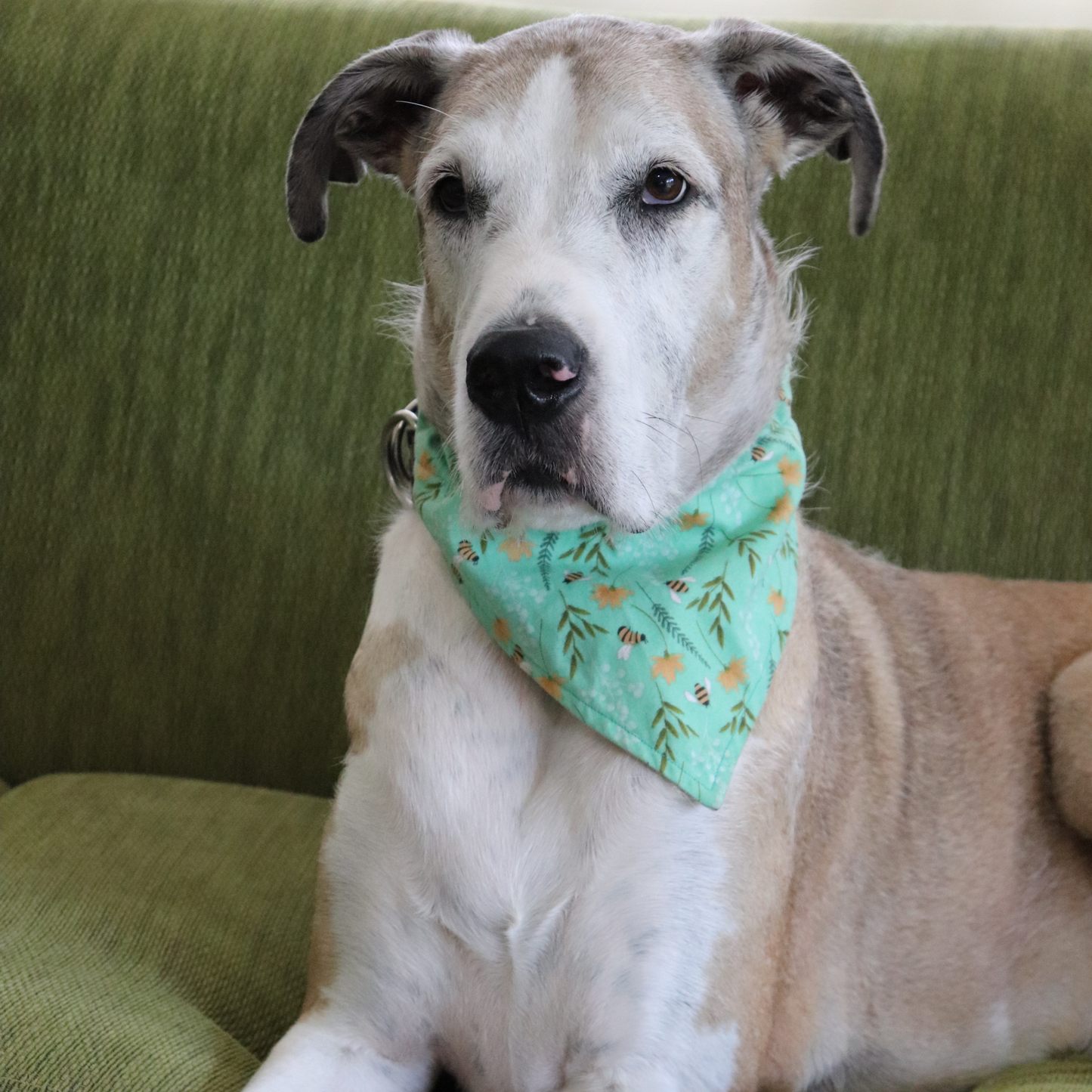 Bear Hugs Dog/Cat Bandana
