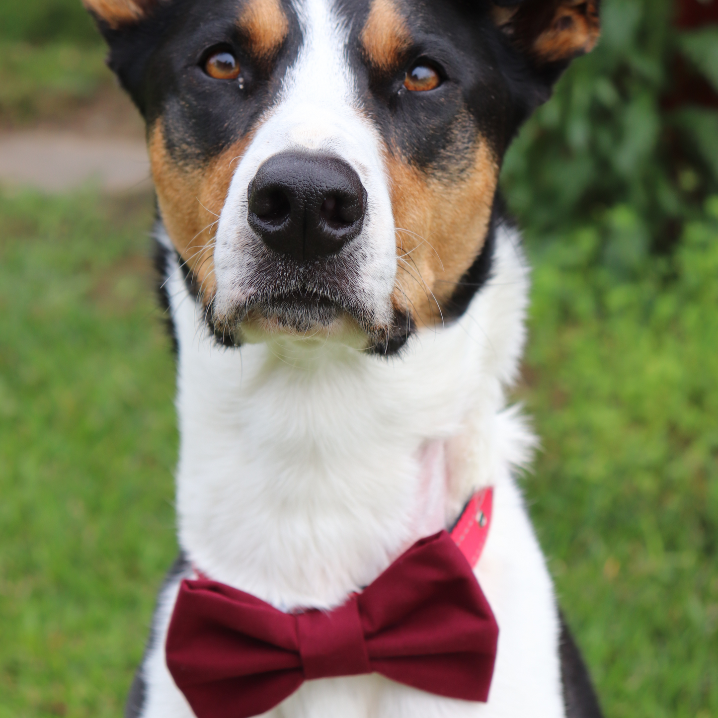 Ocean Breeze Satin Dog/Cat Bowtie