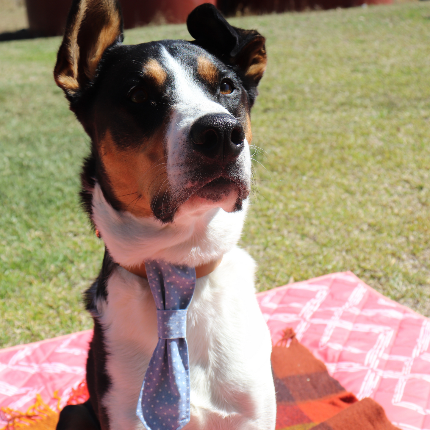 Pink Stripes Reversible Dog Necktie