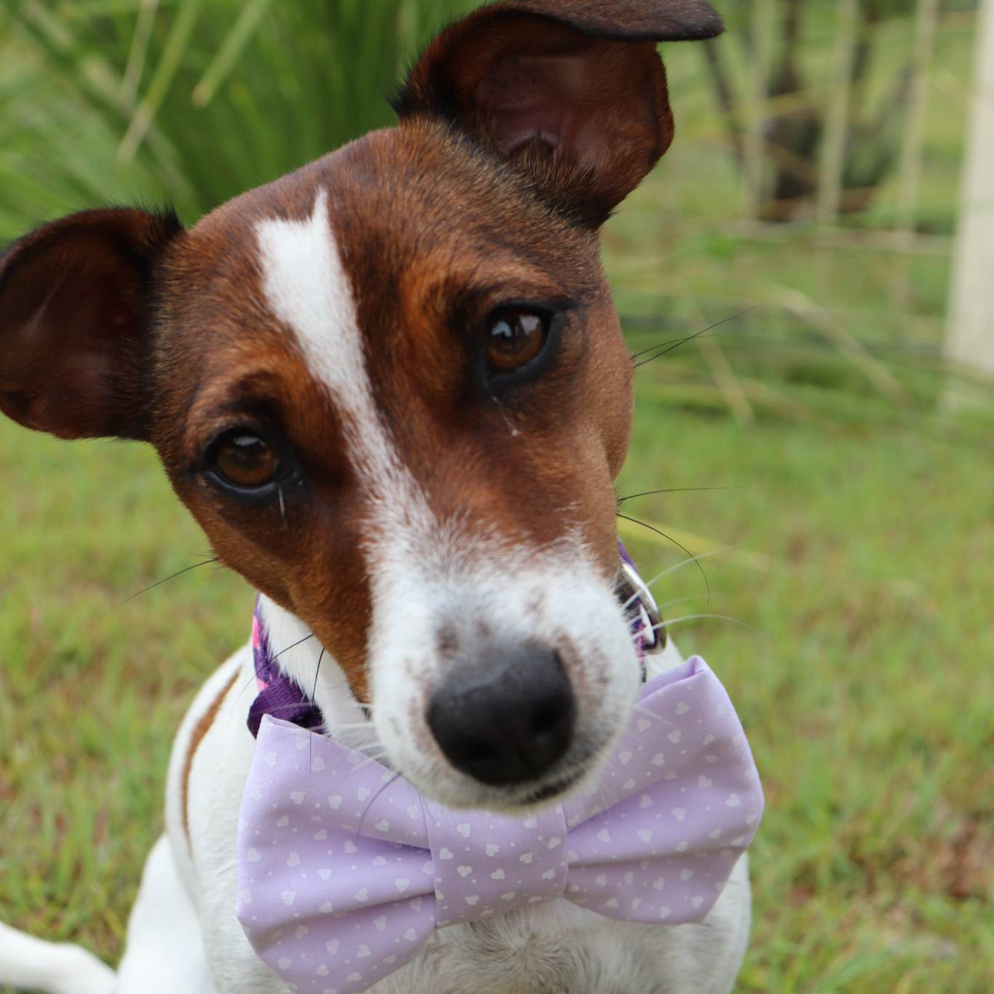 Mistletoe Magic Christmas Dog/Cat Bowtie