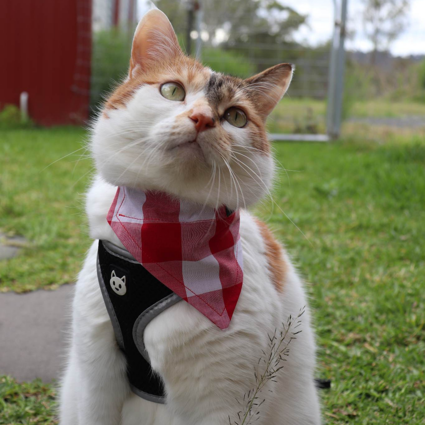 Australiana Christmas Dog/Cat Bandana