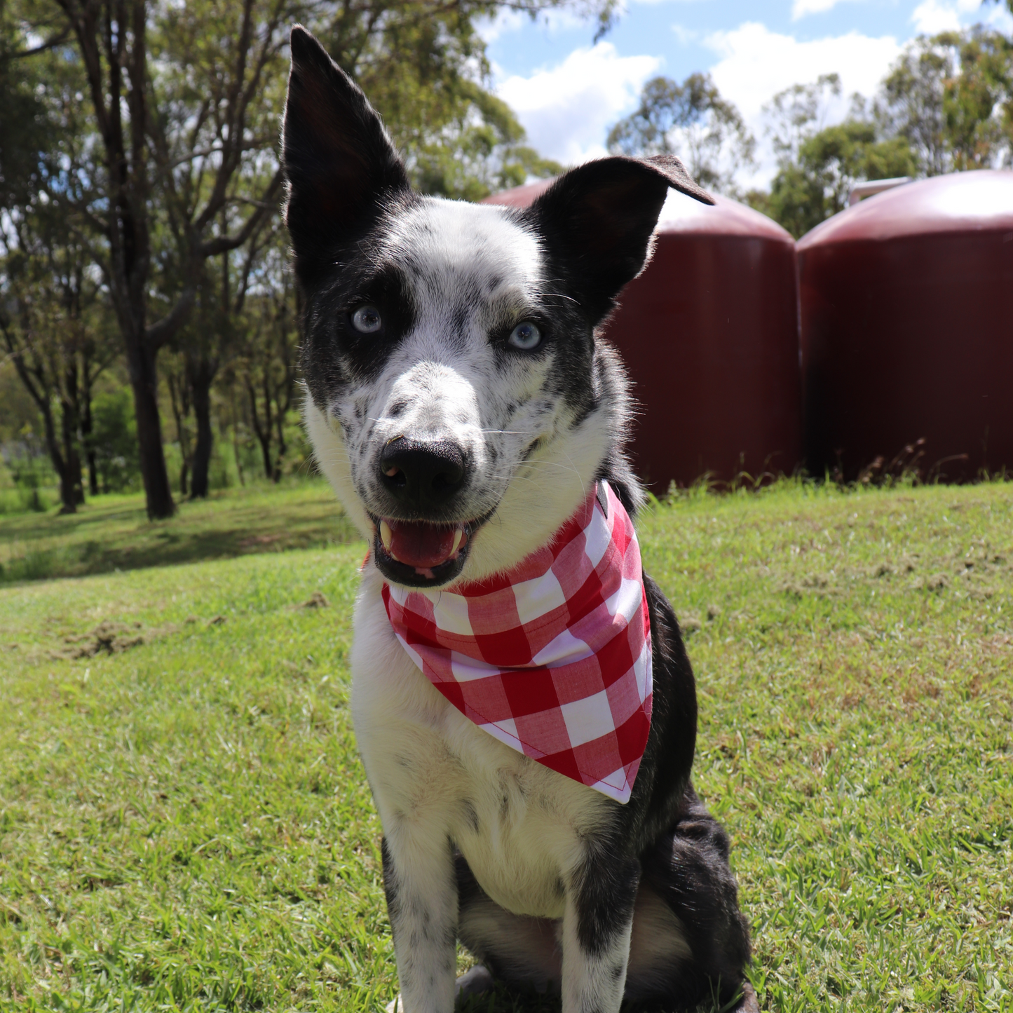 Bunting Fun Dog/Cat Bandana