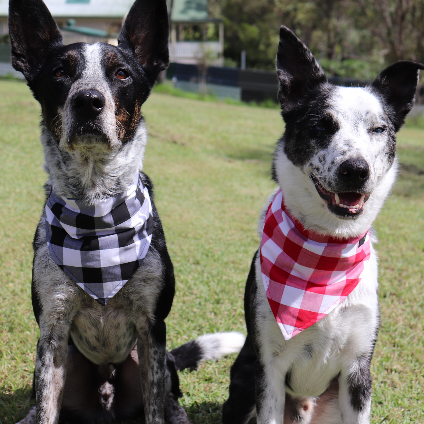 Australiana Christmas Dog/Cat Bandana