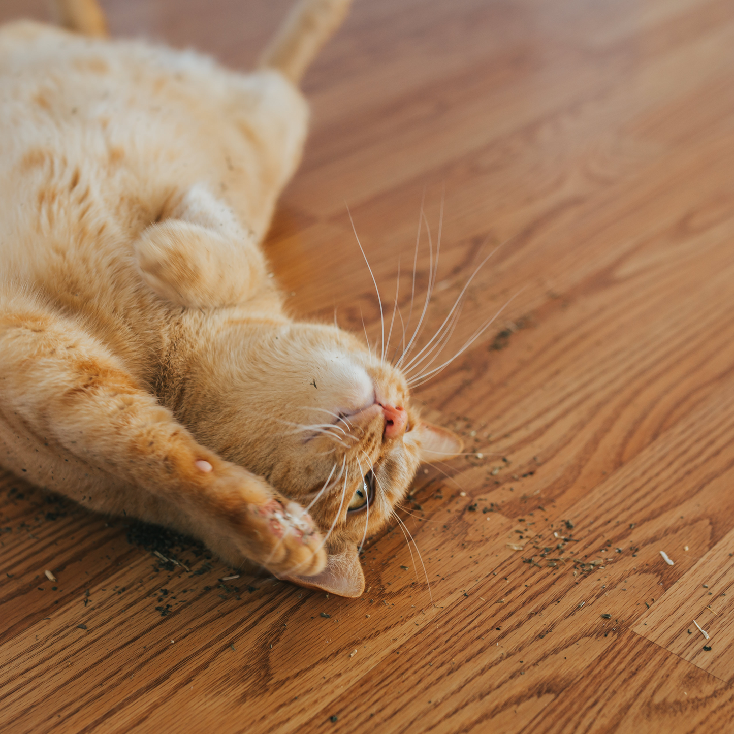 Catnip Bag