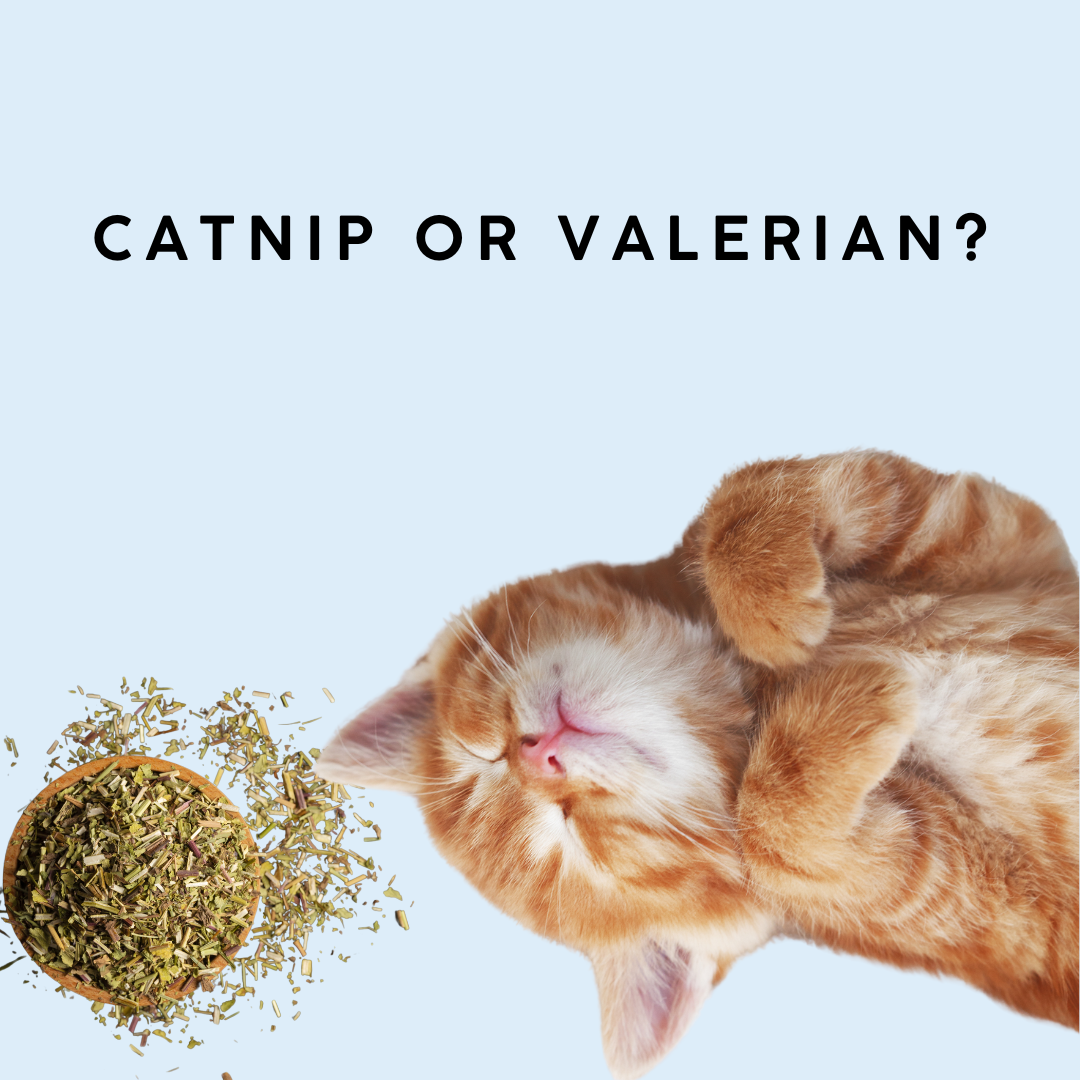 Cantip Vs. Valerian: Which one is purrfect for your cat?