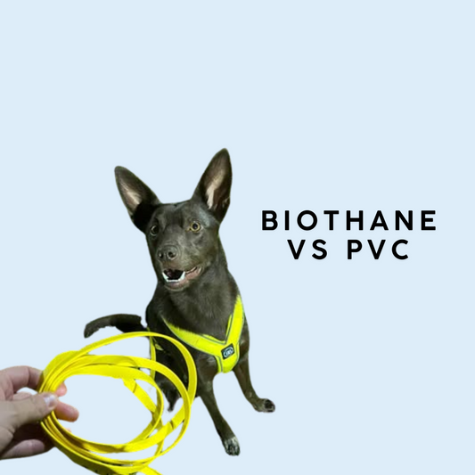 Biothane® vs. Cheaper PVC-Coated Plastic Leashes