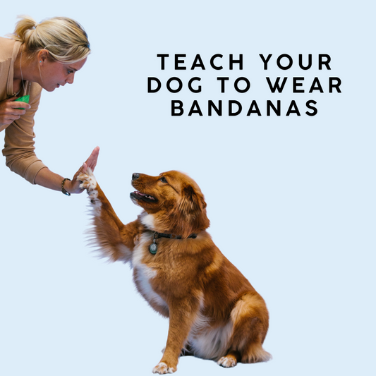 Using Dog Bandanas - Dog Trainer Shows You How