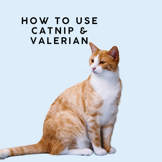 How to Use Catnip