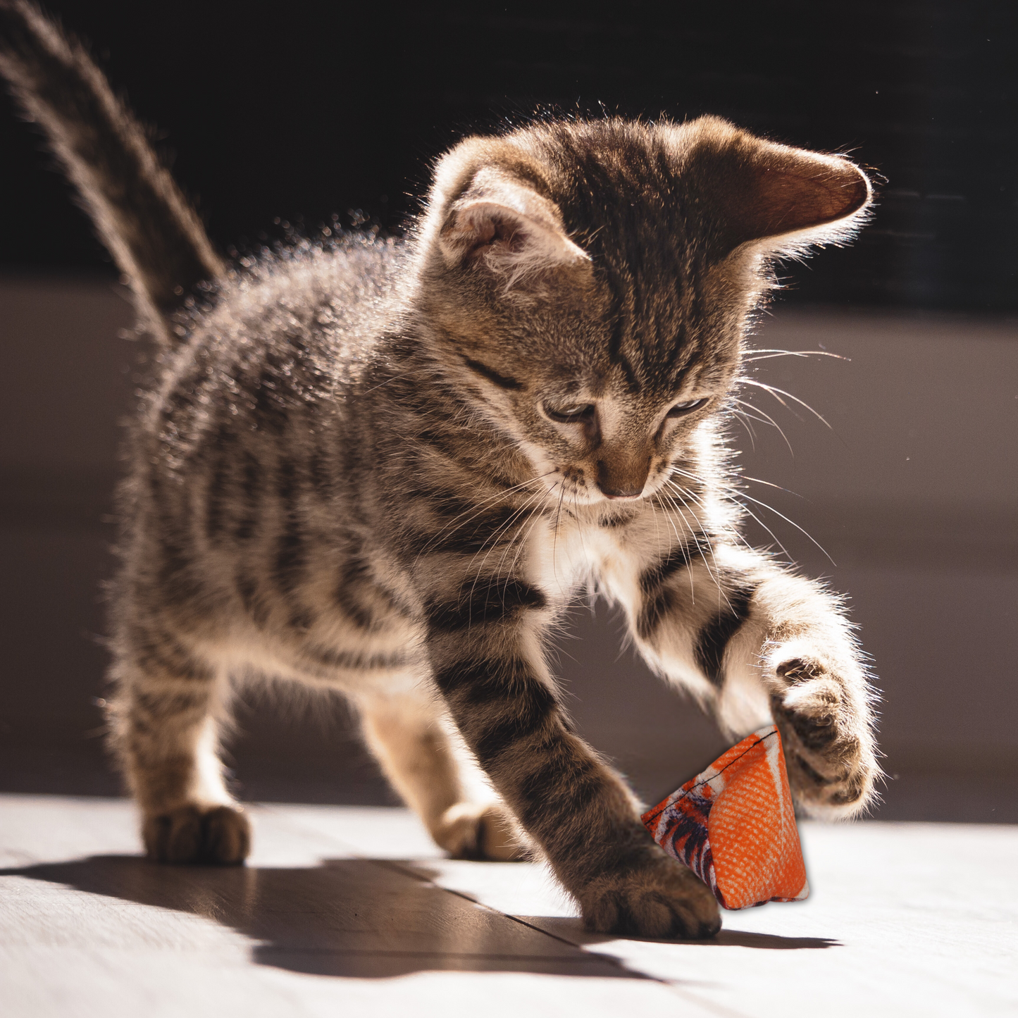 Mystery Cat Pyramid Toy