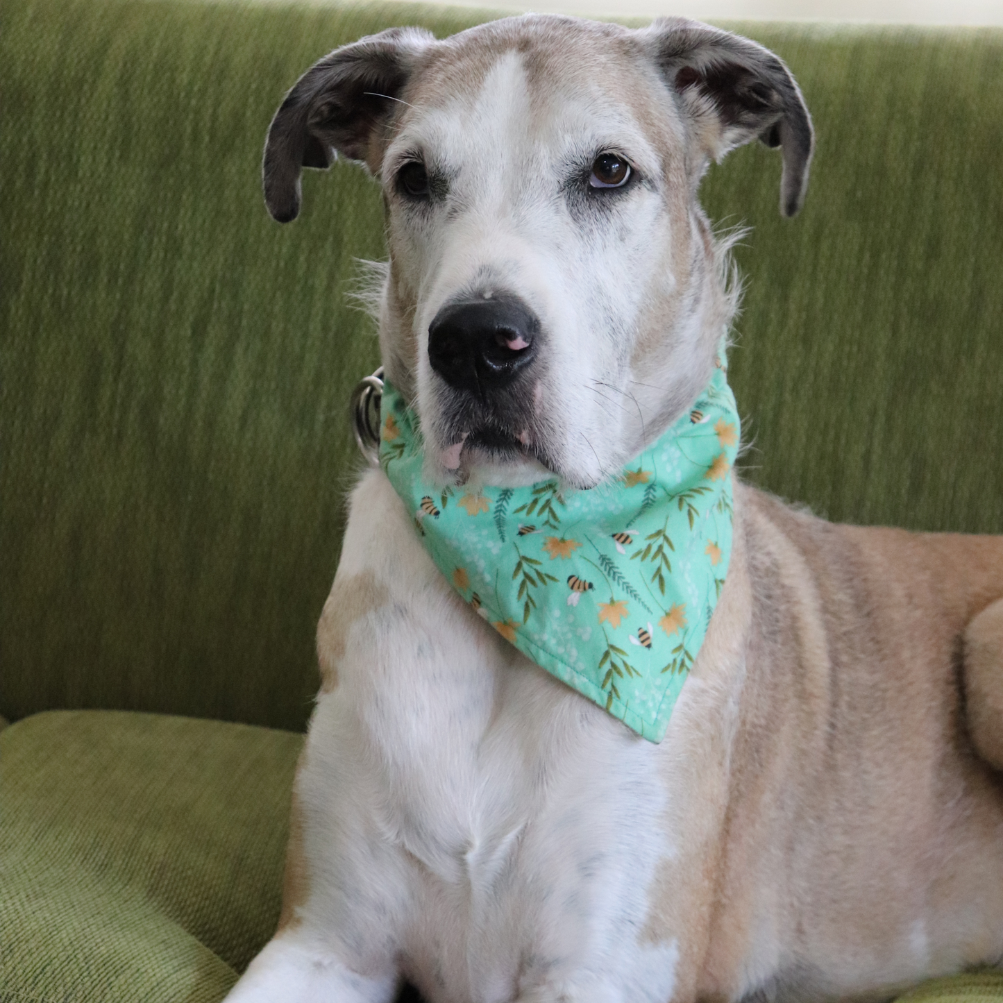 Sunset Safari Dog/Cat Bandana