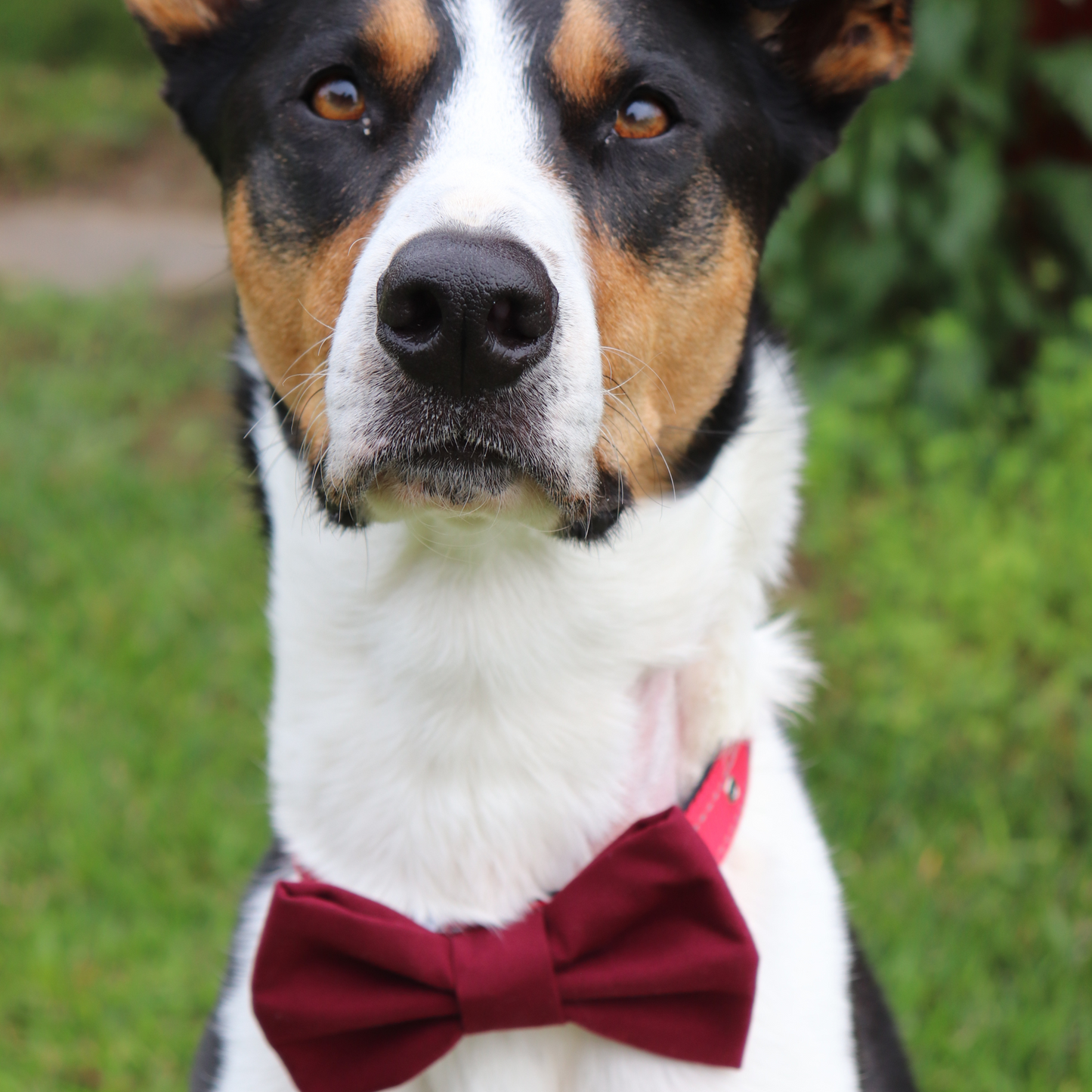 Sunset Safari Dog/Cat Bowtie