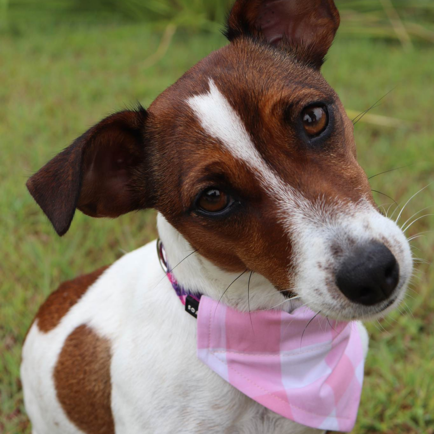 Looking Fly Dog/Cat Bandana