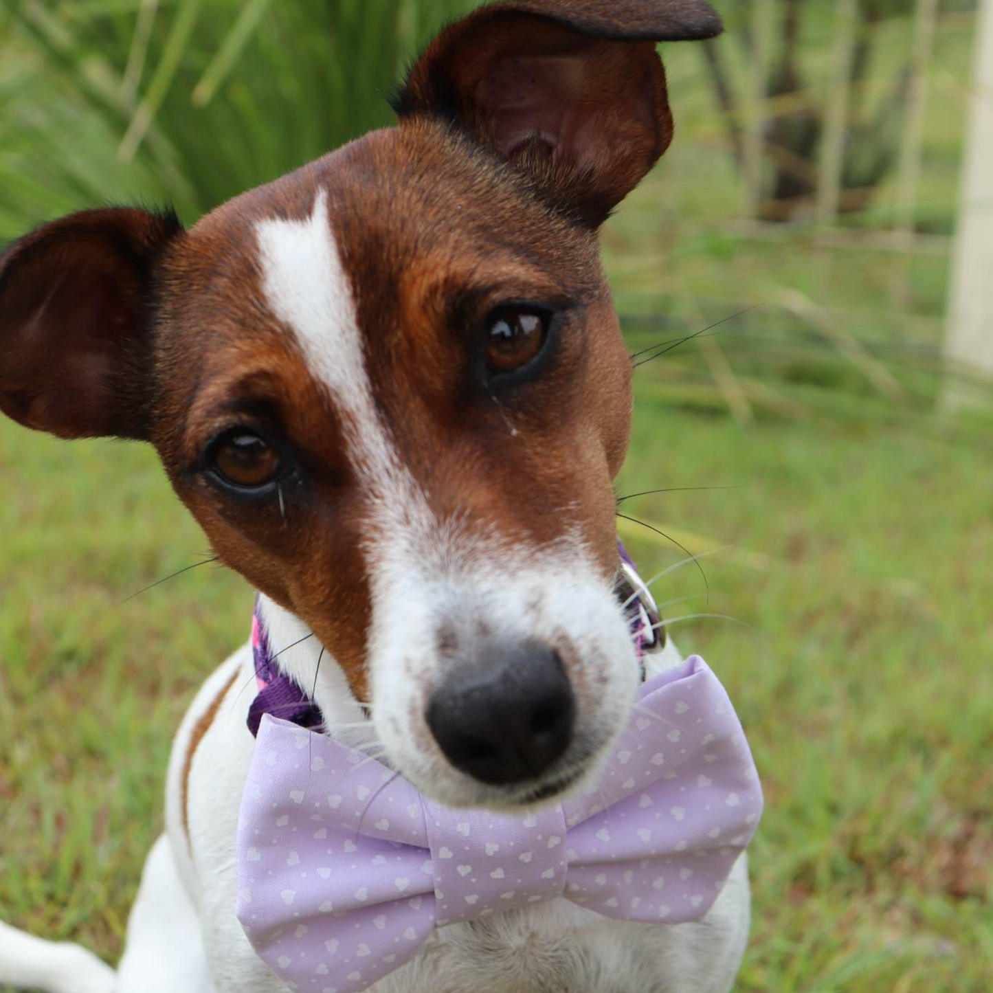 Sunset Safari Dog/Cat Bowtie