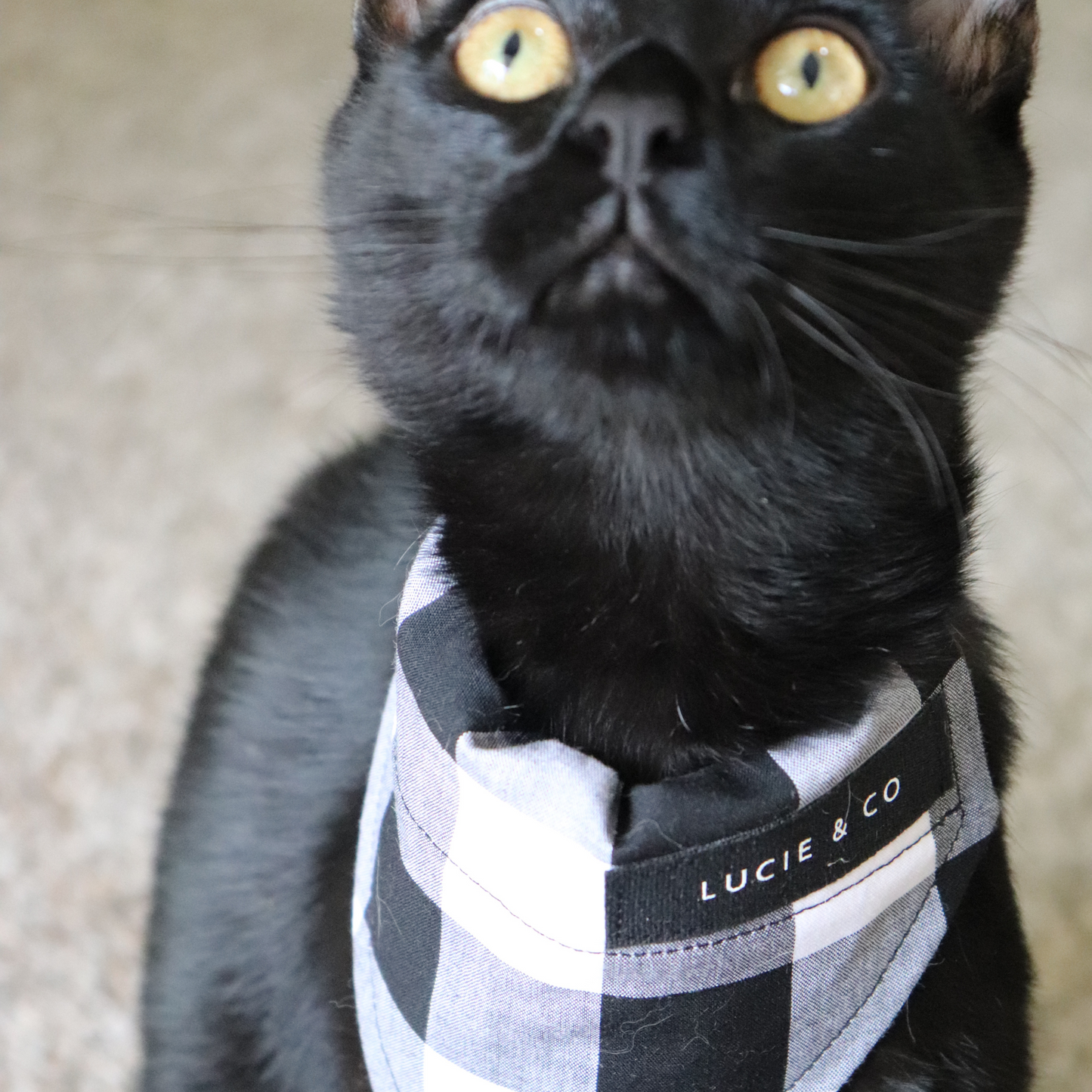 Autumn Leaves Dog/Cat Bandana