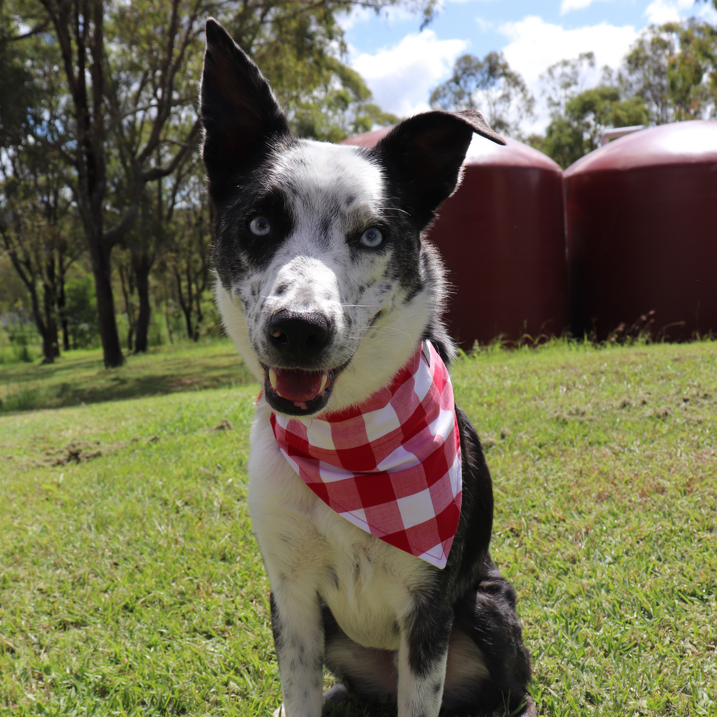 Sunset Safari Dog/Cat Bandana