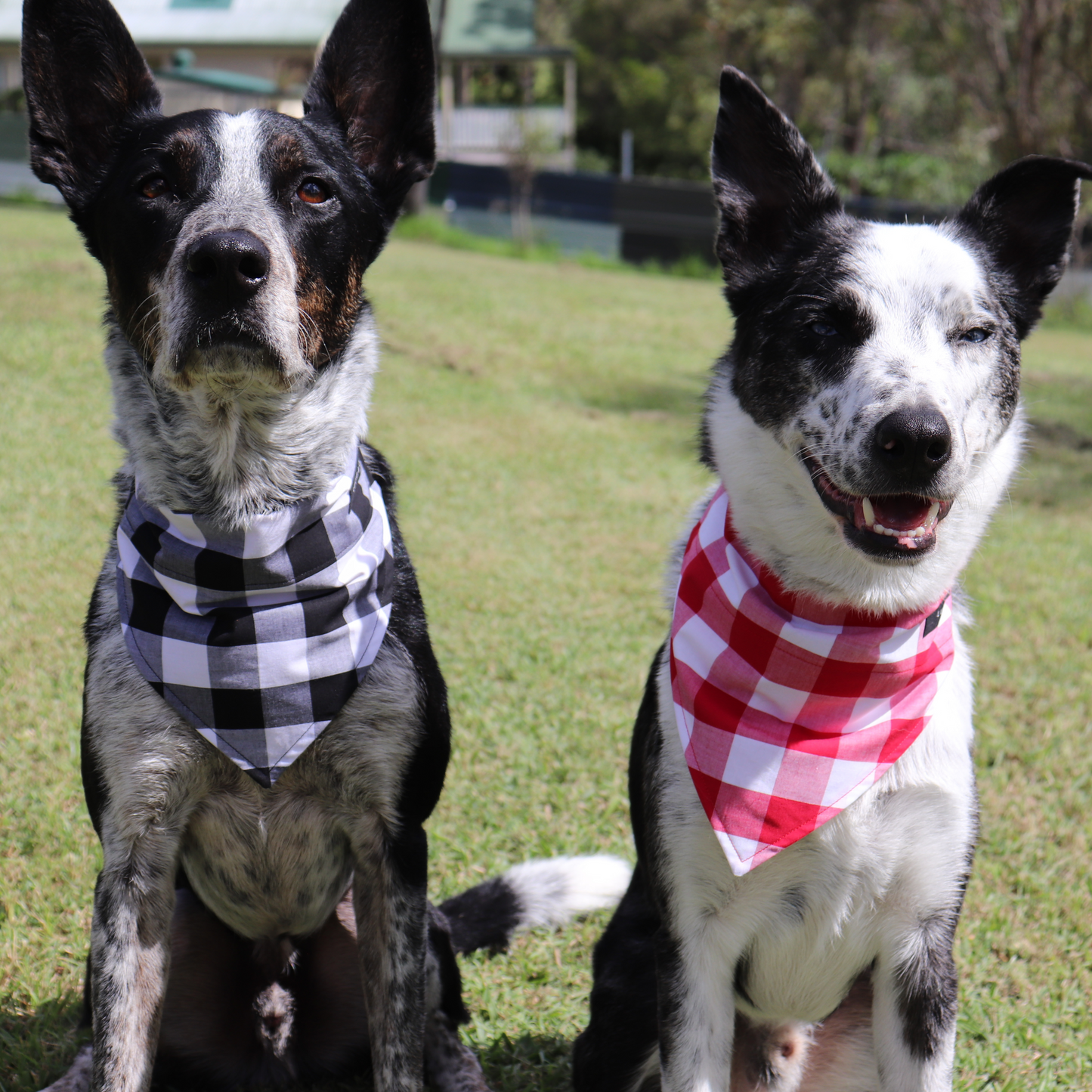 Furrflake Fiesta Christmas Dog/Cat Bandana