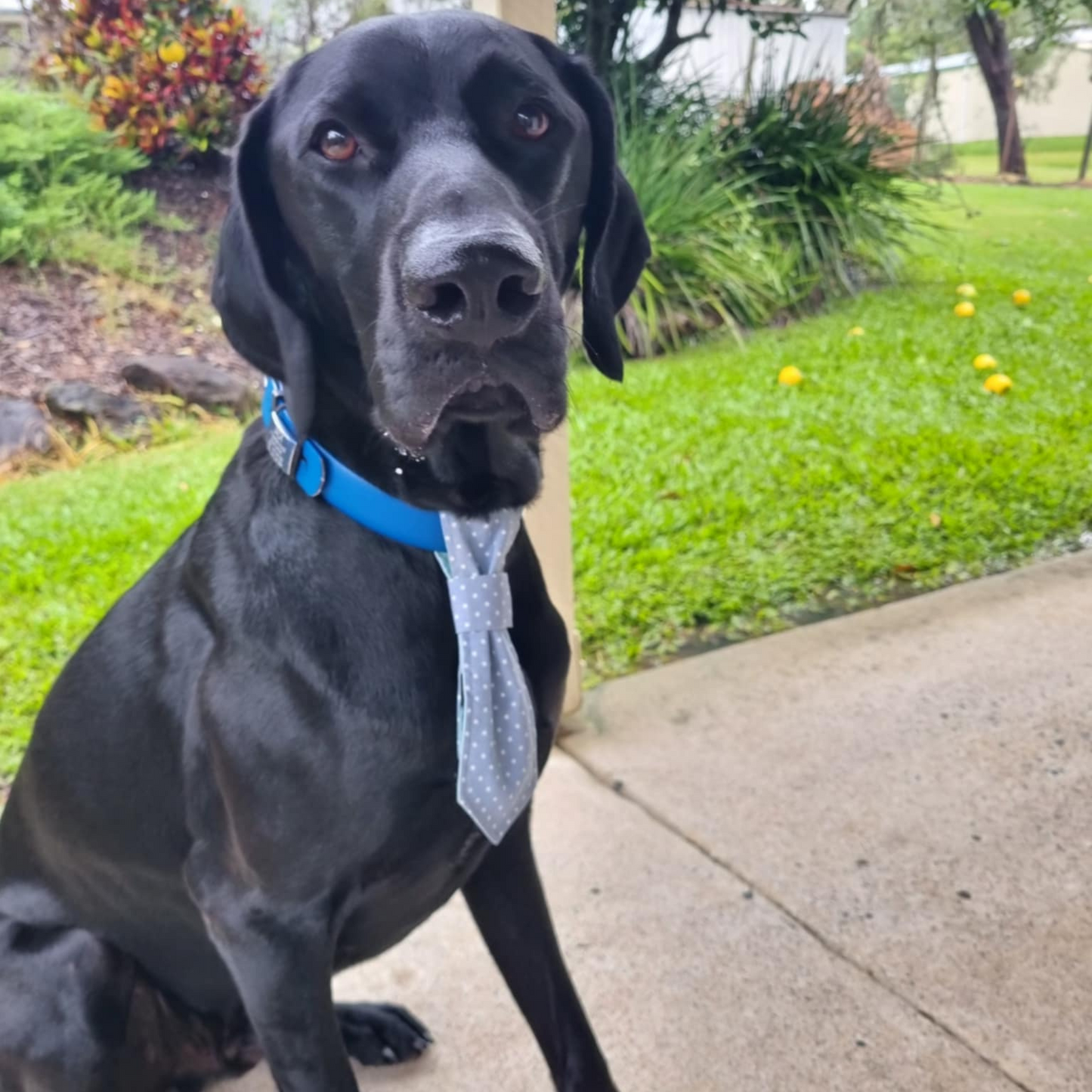 Green Flannel Reversible Dog Necktie